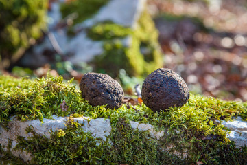 truffle