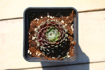 Rojnik pajęcznowaty RUBRUM Sempervivum arachnoideum