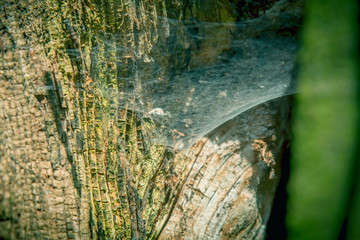 Spider webs walls against wood texture background