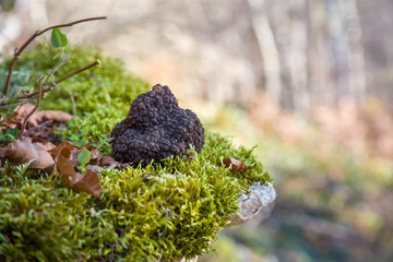 truffle