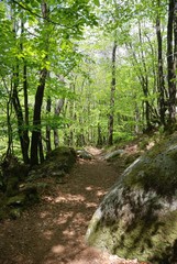 Path in a forest in Brittany