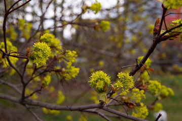 Pęki wiosenne kwiatu na drzewie.