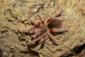 tarántula araña