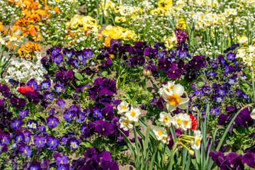 Very colorful spring flower bed