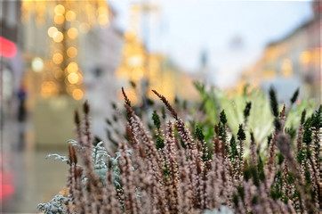 Blue-violet plants against the background of the morning city lights.