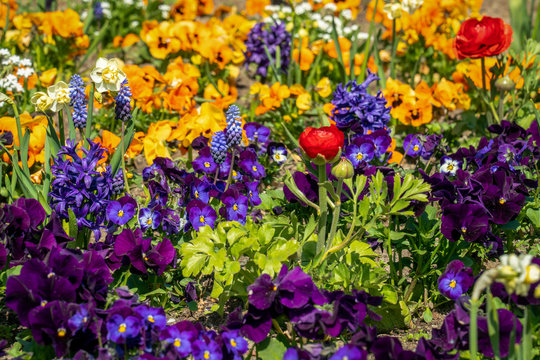 Very colorful spring flower bed