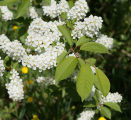 (Prunus padus) Nahaufnahme auf Trauben oder cluster von weißen Blumen, die auf hängenden Stielen des Gewöhnliche Traubenkirsche errichtet werden 