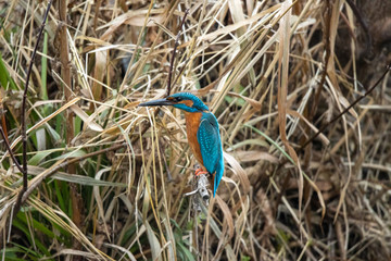 Common kingfisher (Alcedo atthis).