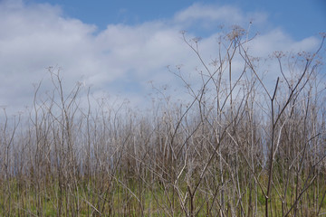 Fototapeta premium Draught dried mustard plants from previous years on a hillside on a spring day with white clouds in the blue sky above