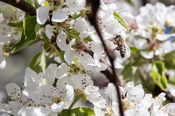 Pszczoła zapylająca kwiaty gruszy - obrazy, fototapety, plakaty