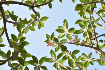 Plumerias or Temple Trees