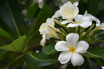 White Plumerias