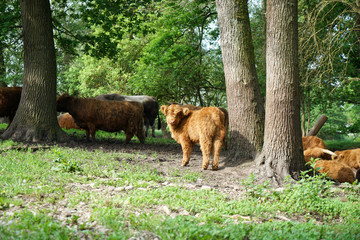 bison buffalo cows in the wildlife