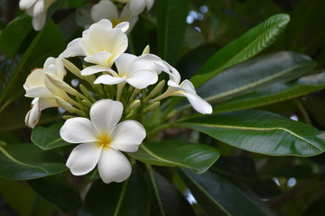 White Plumerias