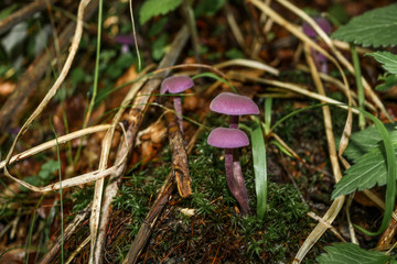 group of mushrooms in the forest