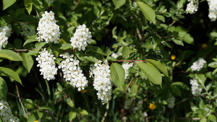 (Prunus padus) Blütezeit von Gewöhnliche Traubenkirsche oder Vogelkirsche mit langen weißen Blüten aufrechten   