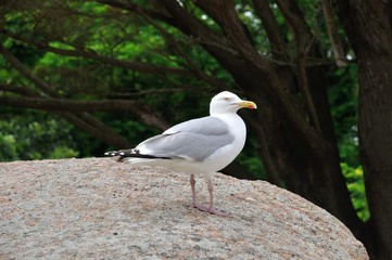 Obraz premium Gull on a rock in Brittany