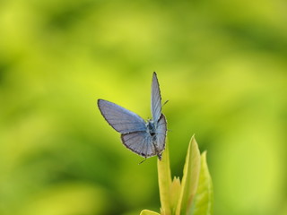 butterfly on a flower