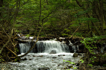 Small mountain creek or stream or river with waterfall and cascade downhill in green woods with...