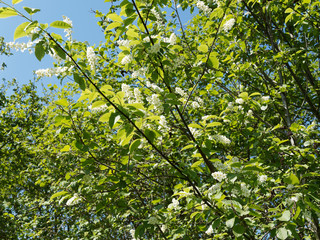 Fototapeta na wymiar (Prunus padus) Hoher Strauch von Gewöhnliche Traubenkirsche mit überhängenden Ästen bedeckt mit weißen Blütenbüscheln