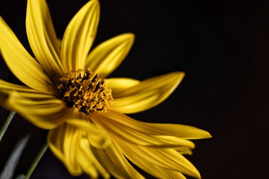 Pompollo Pimpollo 이미지 – 찾아보기 294 스톡 사진, 벡터 및 비디오 | Adobe Stock