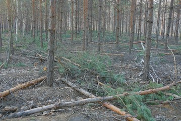 Fototapeta premium cut logs and branches among pine trees in the felling and clearing of forests