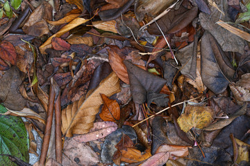 autumn leaves on the ground