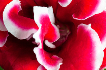 Pistil de fleur en gros plan