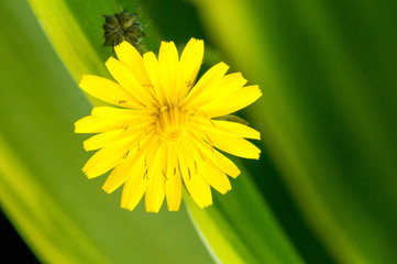Hypochaeris Radicata en gros plan