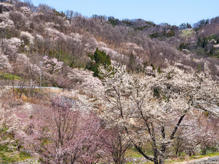 Fototapeta na wymiar 陸郷の桜