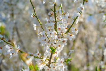 panorama of a blooming spring tree against the blue sky. white cherry flowers are illuminated by the sun. blooming garden on a Sunny day in spring. banner photo