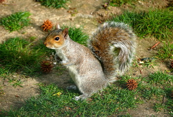 A squirrel standing on the green grass