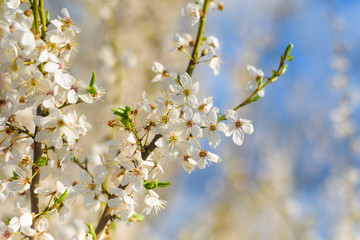 Fototapeta premium panorama of a blooming spring tree against the blue sky. white cherry flowers are illuminated by the sun. blooming garden on a Sunny day in spring. banner photo