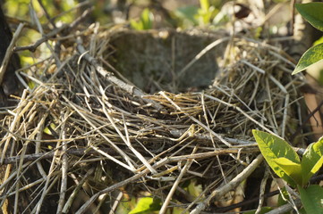 Bird's nest in a spring forest on a tree, a cozy bird house.