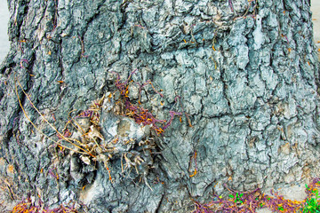 Bark with unusual patterns. Tree bark texture.Interesting patterns on the bark of trees. Old Wood Tree Texture Background