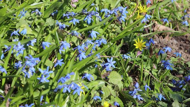 Blue squill and yellow pilewort flowers move in the wind in Swedish springtime