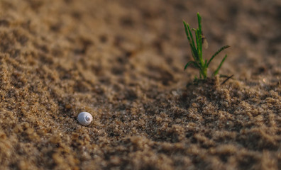 grass in the sand