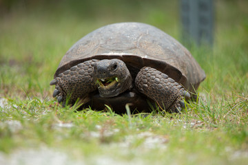 Gopher Tortoise