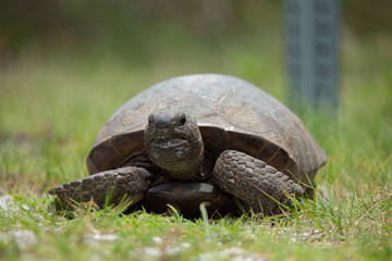 Gopher Tortoise