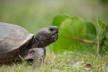 Gopher Tortoise