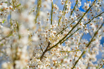 a blooming spring tree against the blue sky . white cherry flowers are illuminated by the sun. blooming garden on a Sunny day in spring