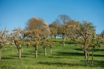 Streuobstwiese im Frühjahr