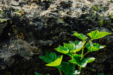 wild currant bush among rocks