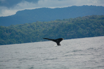 Balena in costa rica