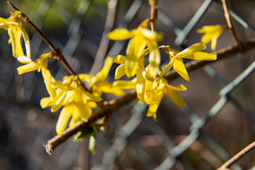 forsythia in spring glose up