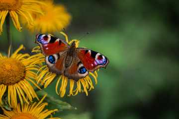 Colourful European peacock butterfly on the yellow flower, green background, beautiful brown wings