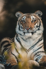 Fototapeta na wymiar Close up portrait of sub adult tiger from India. Intense look of wild tiger. Dark & moody image perfect for posters, wallpapers or to be printed for home or office walls.