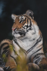 Close up portrait of sub adult tiger from India. Intense look of wild tiger. Dark & moody image perfect for posters, wallpapers or to be printed for home or office walls.