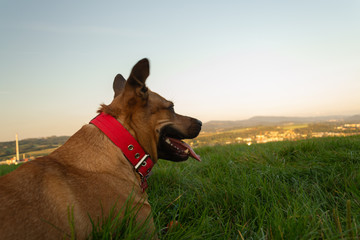 resting in the grass