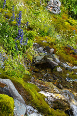 hillside covered with moss and green vegetation, spring plants in  swamp